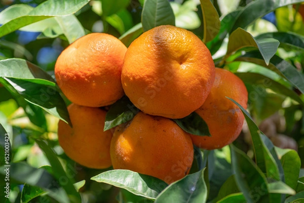 Fototapeta Tangerine tree or Citrus tangerina completely covered with ripe fruits close up. Great harvest in the orchard.