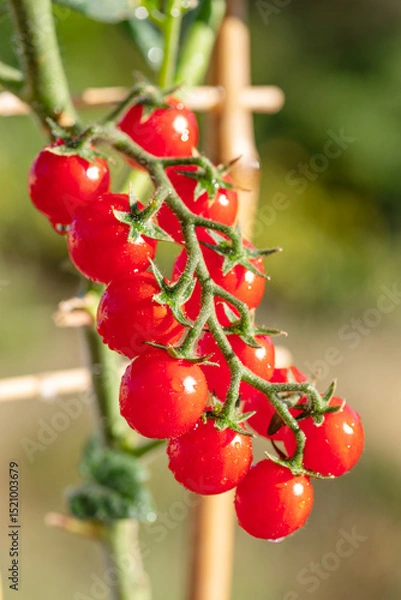 Fototapeta Cherry tomatoes covered with water drops on tomato plant on green background. Vertical shot.