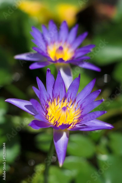 Obraz Lotus of thailand