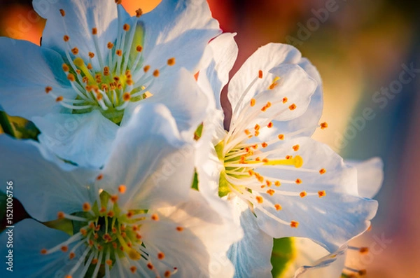 Obraz Blooming of apple tree with morning dew. Close up spring scene of white flowers of apple in May garden. Beautiful floral background.