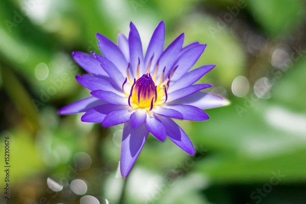 Obraz Lotus of thailand