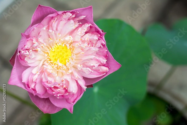 Obraz pink lotus