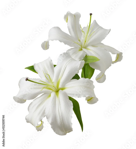 Fototapeta Two white lily flowers isolated on white or transparent background