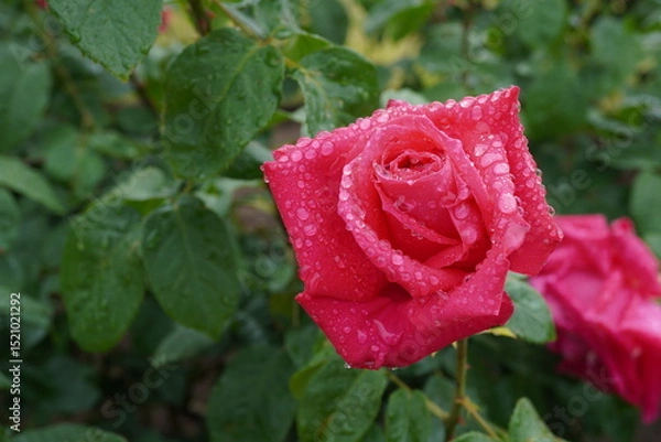 Obraz 雨に濡れた薔薇（マリアカラス）