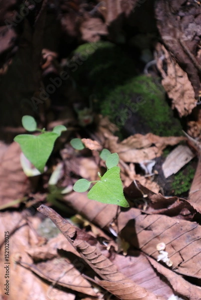 Fototapeta 丸い双葉と三角の葉をつけた緑色のミヤマタニソバの葉