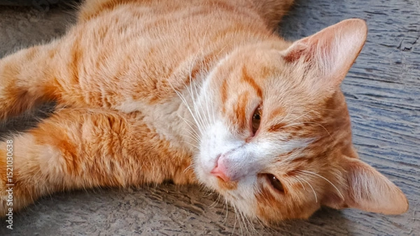 Fototapeta Close-up of a relaxed orange tabby cat lying on a concrete floor. Perfect for pet themes, calm moments, and animal lifestyle visuals.