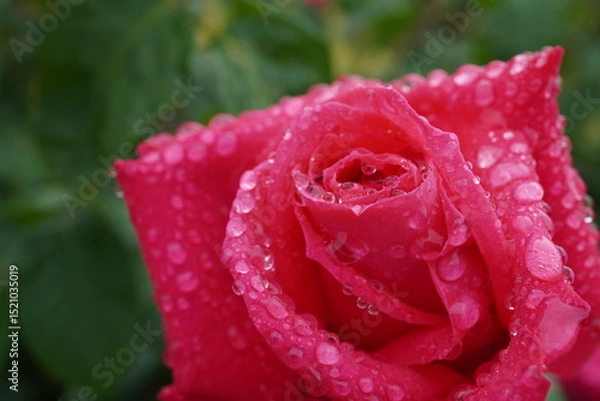 Fototapeta 雨に濡れた薔薇（マリアカラス）