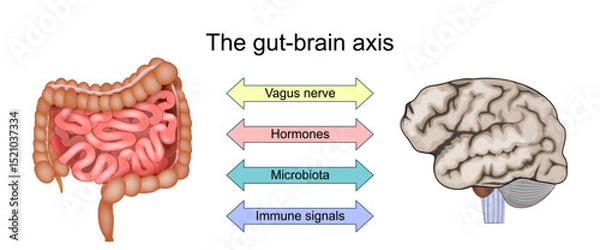 Fototapeta Gut brain axis. Immune signals, Gut Microbiota, Hormones, and Vagus nerve