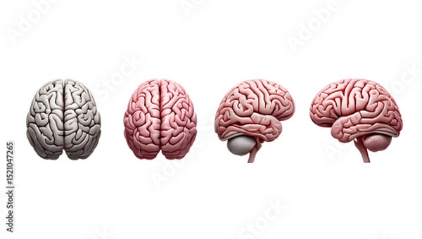 Fototapeta Human Brain Anatomy 3D Model in Multiple Angles, Educational Medical Illustration, Isolated on Transparent Background

