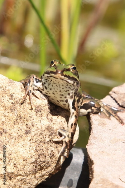 Fototapeta Teichfrosch