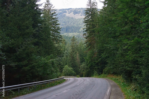 Fototapeta Curved mountain road surrounded by tall pine trees in the Carpathians. Peaceful forest drive and travel destination in green summer landscape, perfect for nature or road trip themes.