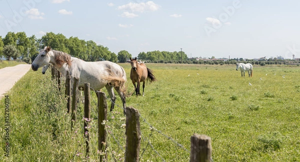 Fototapeta Lusitano horses next to a wooden fence in an open field, Golegã