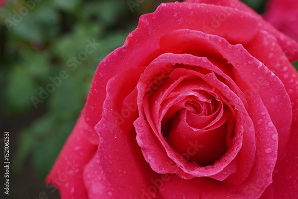 Obraz 雨に濡れた薔薇（マリアカラス）