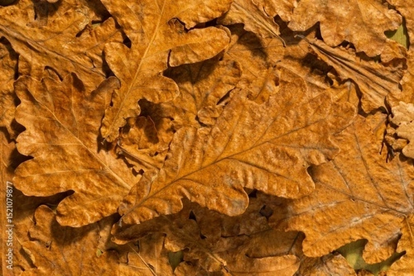 Fototapeta Dry oak leaves on a dark autumn background. Abstract texture