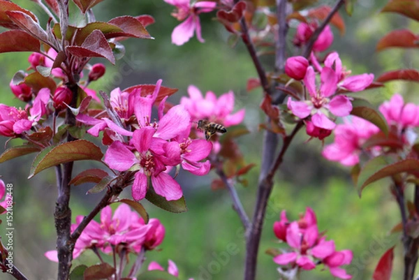 Obraz A bee with lumps of pollen flies up to pink flowers of the Kitayka apple tree on a cloudy spring day. Insects, pollination of fruit trees - color horizontal photo, close-up