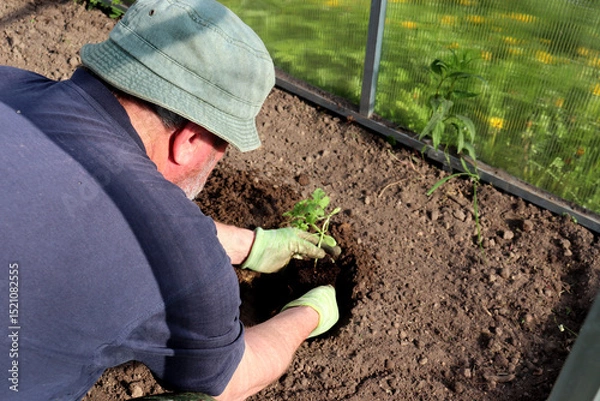 Obraz An elderly farmer in a panama hat plants a watermelon sprout in a greenhouse, male hands in dirty gloves immerse the plant with a lump of earth into a hole. Planting a plant, agriculture