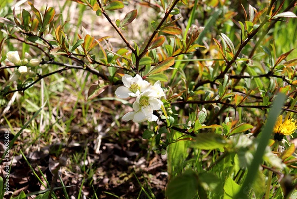 Obraz Blooming quince bush with white flowers on a sunny spring day in the garden - horizontal color photo, close-up