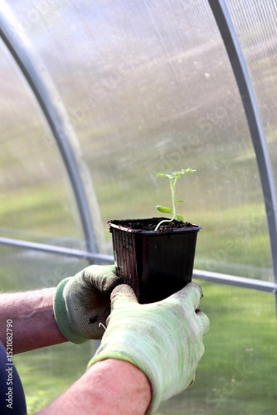 Obraz Elderly farmer holding plastic cup with watermelon sprout in gloved hands, seedlings in greenhouse. Preparing to plant plant, agriculture - vertical photo, hands, close-up
