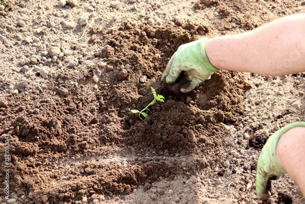 Obraz Male hands in gloves add soil to a watermelon sprout planted in a bed in a greenhouse. Planting a plant, agriculture - horizontal photo, close-up
