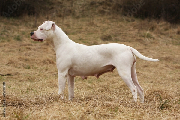 Fototapeta dogue d'Argentin femelle de profil mammelles pendante
