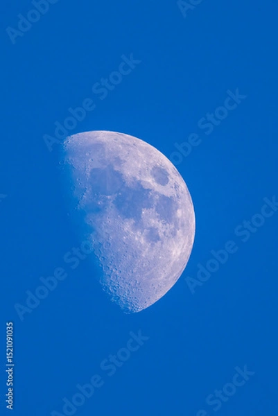 Fototapeta Waxing gibbous moon in a deep blue evening sky. Detailed surface texture captured through a telescope. Peaceful and minimalist night sky astronomy scene.
