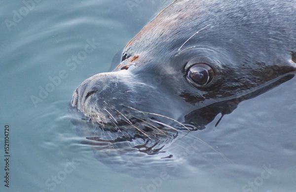 Fototapeta Patagonian Sea Lion Resting on Chilean Coast