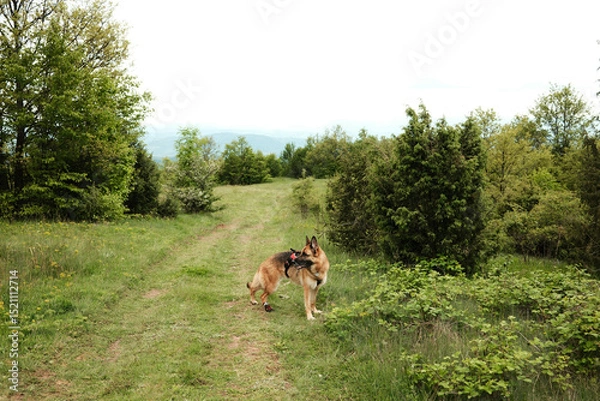 Obraz German Shepherd dog standing on a grassy trail surrounded by trees and bushes on Ovcar mountain. Hiking with pets concept.