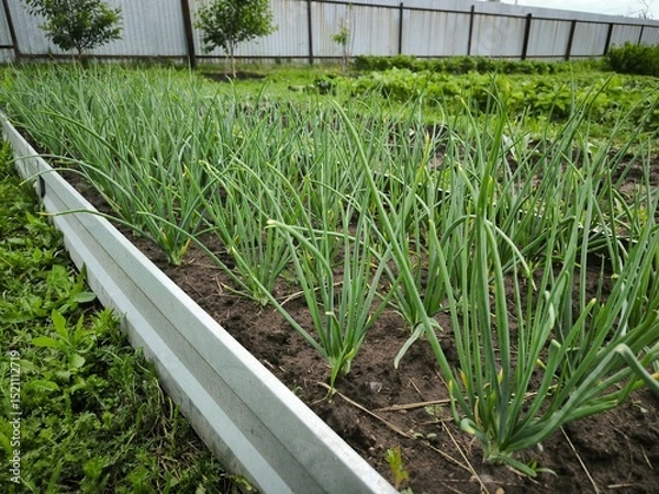 Obraz green grass in the garden, onion