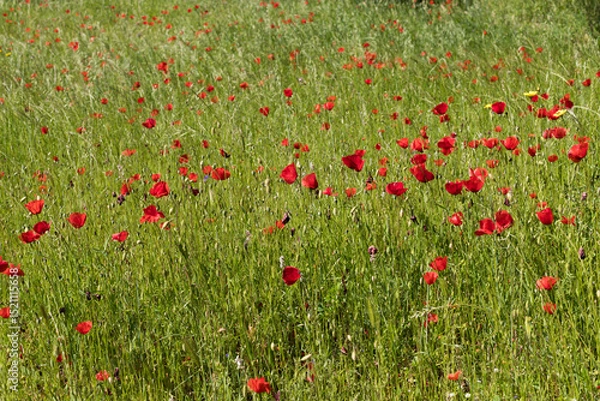 Fototapeta Field of red poppies in field