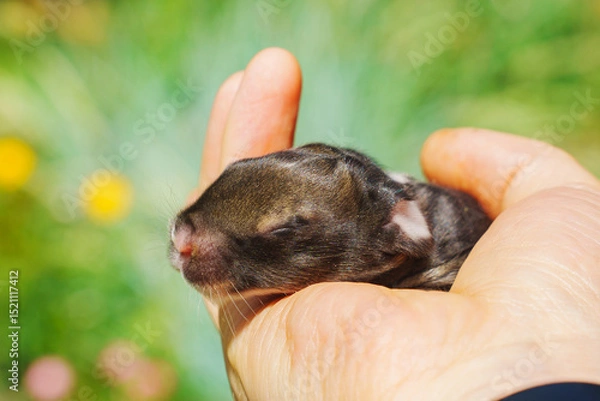 Obraz Caring for newborn rabbits during feeding time with veterinarian Generative AI