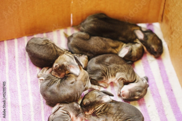 Obraz Feeding newborn rabbits in a cozy box setting Generative AI
