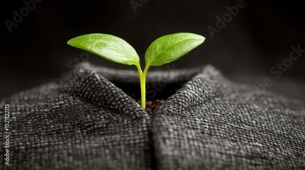 Fototapeta A green sprout emerging from the fabric of a dark, textured garment, symbolizing growth and sustainability