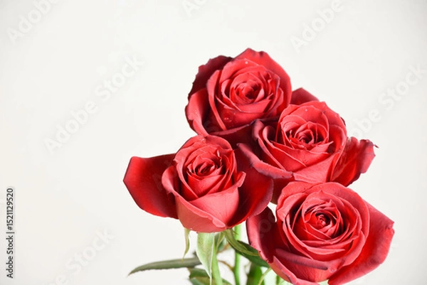 Fototapeta 赤いばら