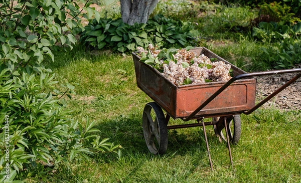 Fototapeta Old red wheelbarrow loaded with cut lilac blossoms sits in a vibrant summer garden surrounded by greenery.