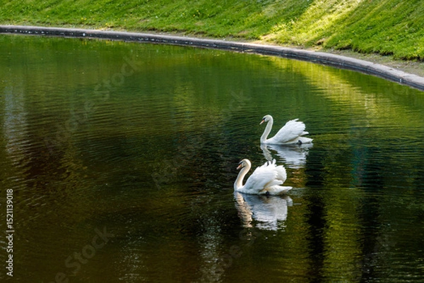 Fototapeta Two white swans are swimming on the greenish water of a pond, a grassy slope is visible on the shore.