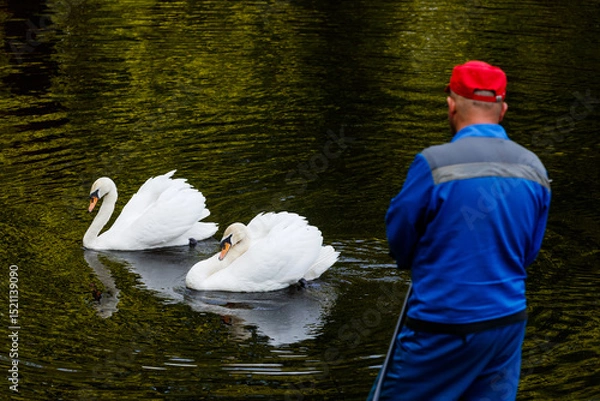 Fototapeta A person in a red cap and blue uniform stands by the water, observing two white swans.
