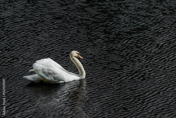 Fototapeta A white swan with an orange beak swims on dark water with small ripples on the surface.