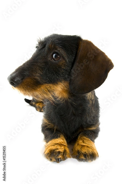 Obraz Dachshund