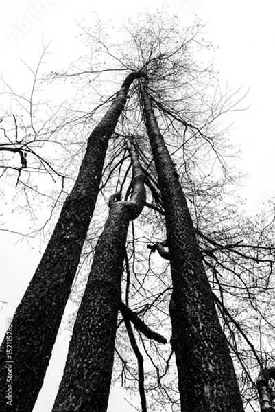 Fototapeta Black Silhouettes of tree Branches in the Snow against the Sky in Perspective