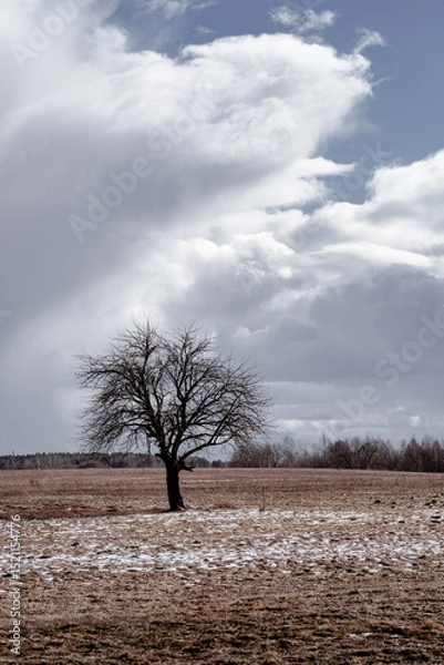 Fototapeta Lonely Tree in Agricultural Snowy Field in early Spring against Dramatic Cloudy Sky