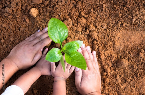 Obraz Bliska Dzieciak ręka i ojciec sadzenie młodych roślin