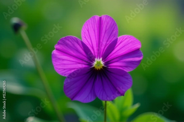 Fototapeta A close-up shot of a purple flower against a green background, perfect for use in designs related to nature or beauty