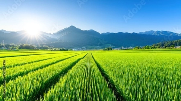 Fototapeta Beautiful rice paddy fields stretch towards distant mountains