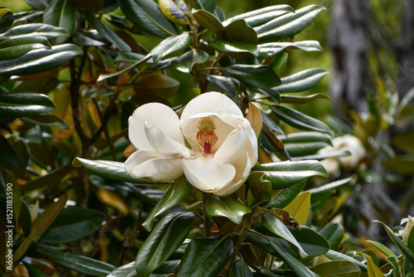 Obraz タイサンボク　Southern magnolia