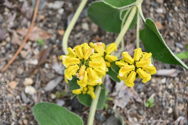 Obraz エルサレムセージ　Phlomis fruticosa、Jerusalem sage	
