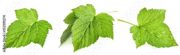 Obraz Black Currant leaf isolated on white background.
