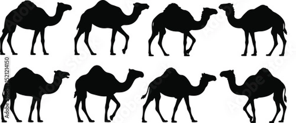 Obraz Black and White Silhouette Illustration of Eight Walking Camels in Two Rows on White Background