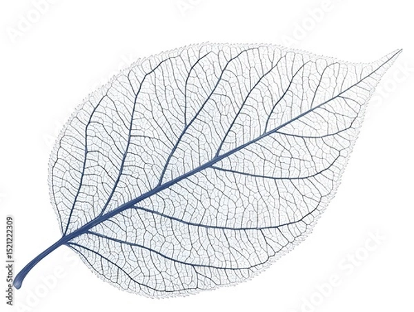 Fototapeta A detailed close up of a skeletonized leaf showing intricate vein patterns against a white background