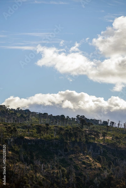 Fototapeta Columnar basalt cliffs rise toward a blue sky with some clouds, framed by Araucaria trees. Neuquen, Patagonia, Argentina