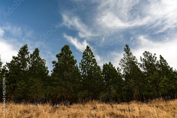 Fototapeta Pine Trees Under Cloudy Sky